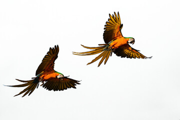 Fototapeta na wymiar macaw is flying in the white sky.