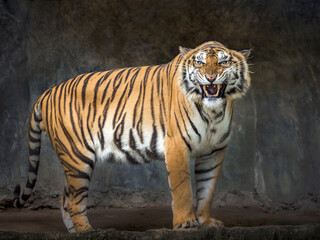 Fototapeta na wymiar Indochinese tiger was threatening growl.