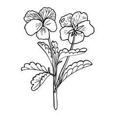 Drawn flower of viola tricolor. Black and white vector image. Idea for children's creativity, decor. Isolated on a white background.