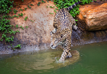 Fototapeta na wymiar jaguar resting at the edge of a swamp.
