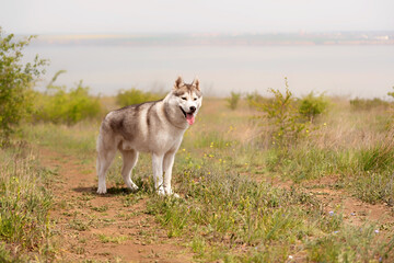 Naklejka na ściany i meble A young Siberian Husky is standing at a pasture. The dog has brown fur; his eyes are also brown. There is a lot of grass, and yellow flowers around him; a river is on background.