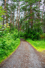 Fototapeta na wymiar Pathway through beautiful summer forest with different trees 