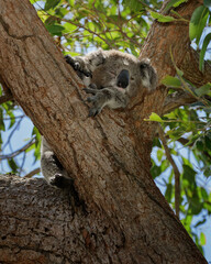 Koala (Phascolarctos cinereus) sleeping in a tree fork - an arboreal, herbivorous marsupial native to Australia
