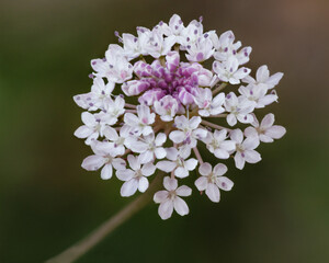 Wild Parsnip (Trachymene incisa) -  a perennial herb with tap root that tastes like parsnip - native to eastern Australia - flower approx 25mm dia