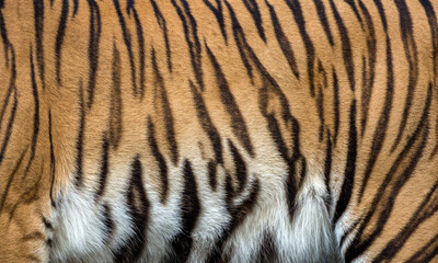 Fototapeta premium Colorful patterns of the Asian tiger skin.