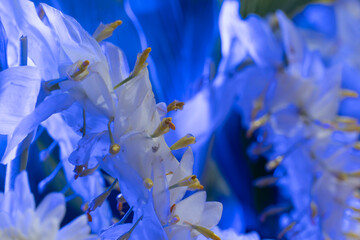 Abstract close up and blurred of flower arrangement. Blue-toned orchid with glowing light.