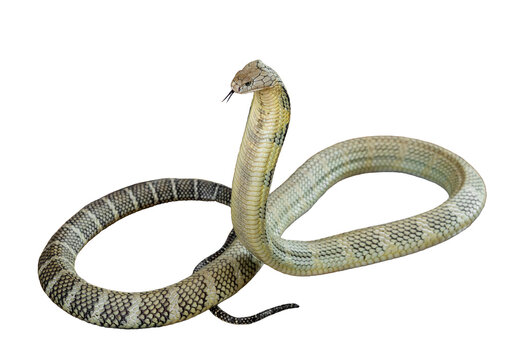 King Cobra Isolated On A White Background