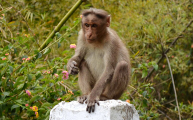  a money sitting in a road side to its prey 