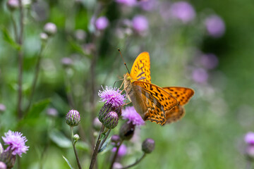 Motyl wśród kwiatów .