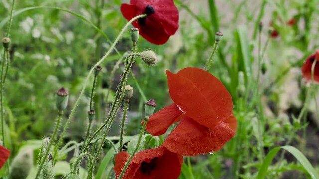 Red flowers in the garden after a rain storm. blowing through the wind. In 4K