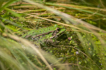 Fototapeta premium Big green frog lurking in a pond for insects like bees and flies in close-up-view and macro shot shows motionless amphibian with big eyes in a garden pond as healthy ecosystem and natural protection