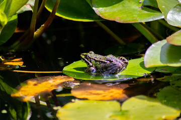 Big green frog lurking in a pond for insects like bees and flies in close-up-view and macro shot shows motionless amphibian with big eyes in a garden pond as healthy ecosystem and natural protection
