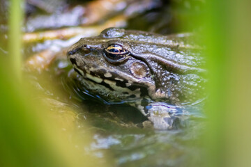 Big green frog lurking in a pond for insects like bees and flies in close-up-view and macro shot shows motionless amphibian with big eyes in a garden pond as healthy ecosystem and natural protection
