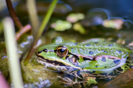 Big green frog lurking in a pond for insects like bees and flies in close-up-view and macro shot shows motionless amphibian with big eyes in a garden pond as healthy ecosystem and natural protection