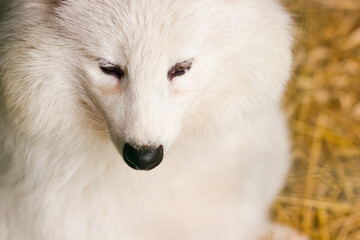 White Arctic fox at the zoo