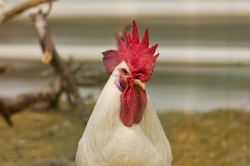 White rooster in the zoo