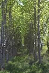 Obraz premium Aufbau eines Energie - Waldes für die Umstellung von Öl und Gas auf Holzheizung