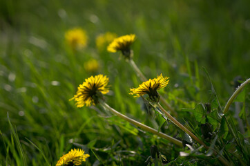 Vibrant yellow dandelions against a background of green grass