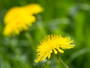 Vibrant yellow dandelions against a background of green grass