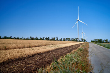 Wheat grows in a field on a farm, crop