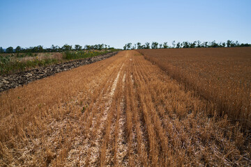 Fototapeta na wymiar Wheat grows in a field on a farm, crop