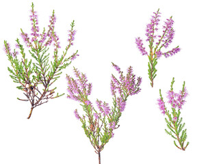 fine four pink blossoming heather branches on white