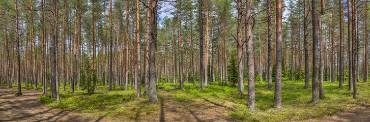 green pine forest panorama