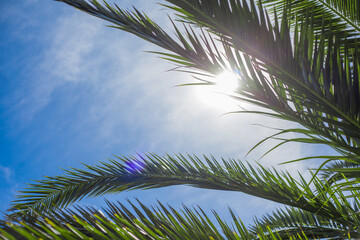 Fototapeta na wymiar Palm leaves on a sunny sky background