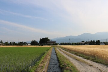 Fototapeta na wymiar 安曇野の農村風景麦畑と水田