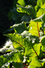 beet leaves on a bed in a garden in the evening light
