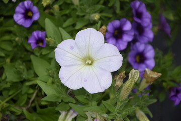 A white Hybrid flower