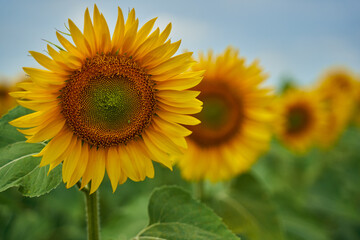 Sunflower field at sunset
