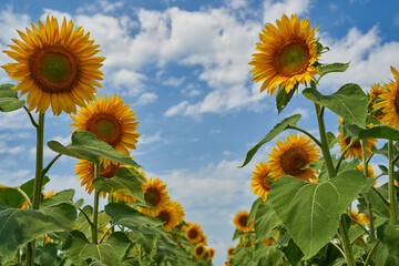 Sunflower field at sunset