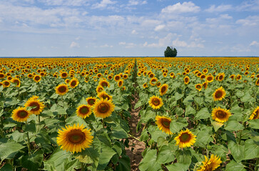 Obraz premium Sunflower field at sunset with tree