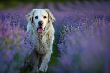 White dog in lavender