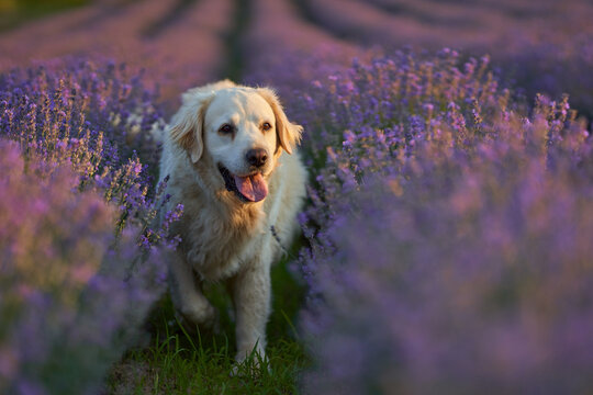 White dog in lavender © Xalanx