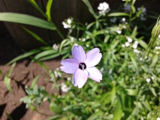 light blue flower