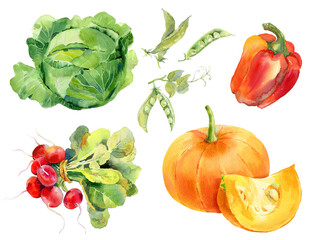 Watercolor vegetables set with radish, cabbage, pumpkin, green peas, bell pepper.