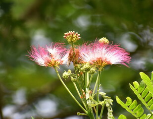 Obraz premium Pretty pink and white flowers on a tropical tree