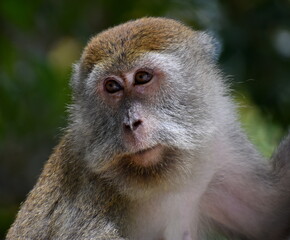 Macaque monkey sitting in a tree in the jungle