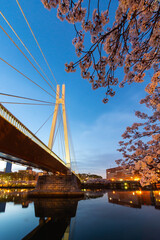 川に映り込むつり橋と桜