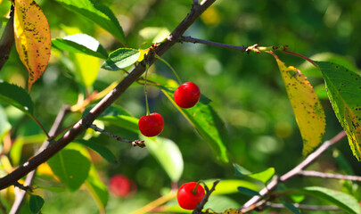 Cherries on the branches in the garden. Large and ripe berries. The cultivation of cherries. Fruit berries close - up among the leaves. Healthy eating concept.