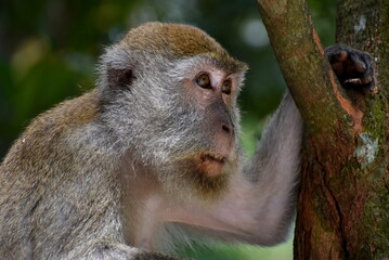 Macaque monkey staring into the distance in the jungle