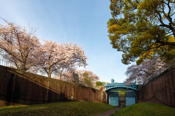 朝日の光で輝く桜とレンガの壁と巨大な門