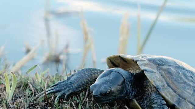 An adorable Cooter Turtle dropping and raising it's head by the lake - close up