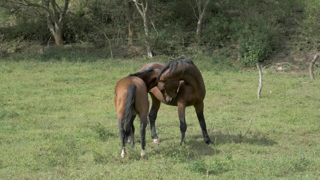 brown horses together on pasture field