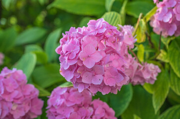 Rhododendron-Blüten rosa
