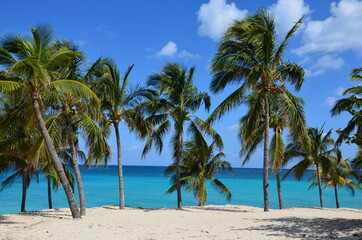 Obraz na płótnie Canvas Palm trees on Varadero beach in Cuba, white sand, turquoise caribbean sea in the background, blue sky, a sunny day