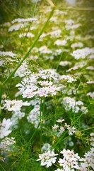 green grass and flowers
