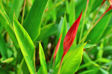 Heliconia in the garden park